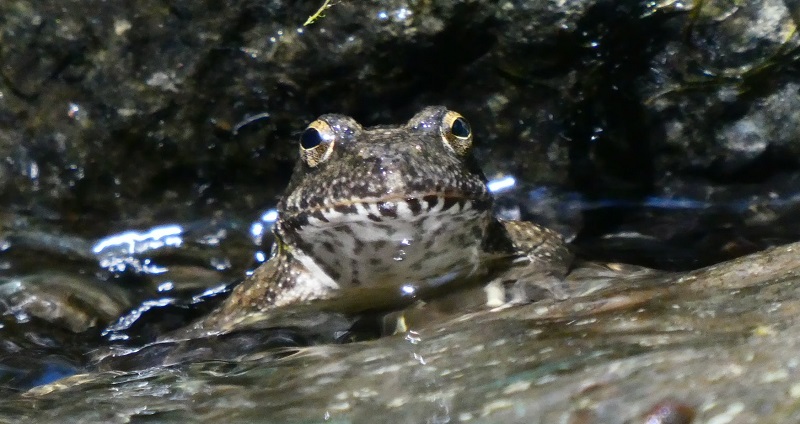 Front view of a foothill yellow-legged frog half-submerged in flowing water, under a rock.