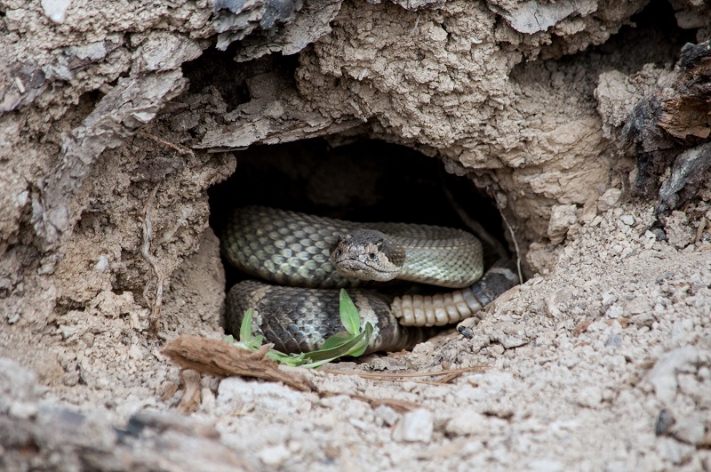 A rattlesnake coiled up in a hole