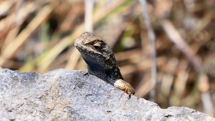 western fence lizard peering over the edge of a rock