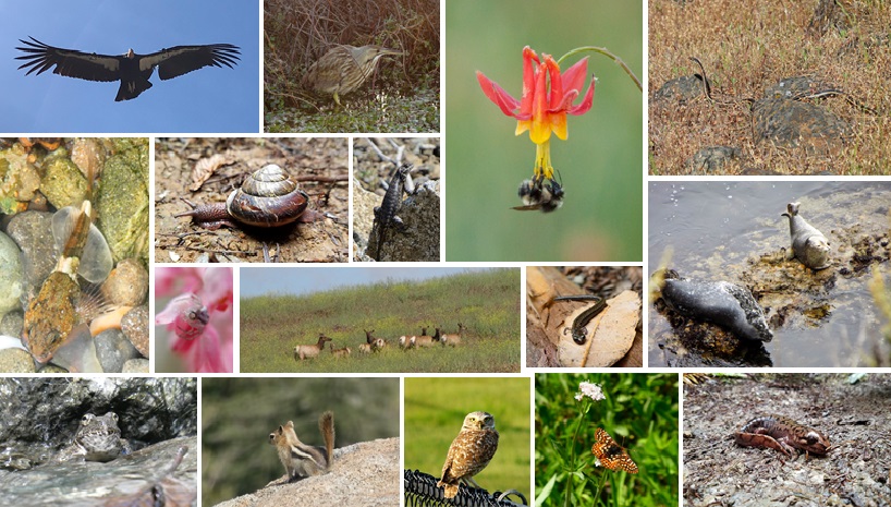 collage of California wildlife