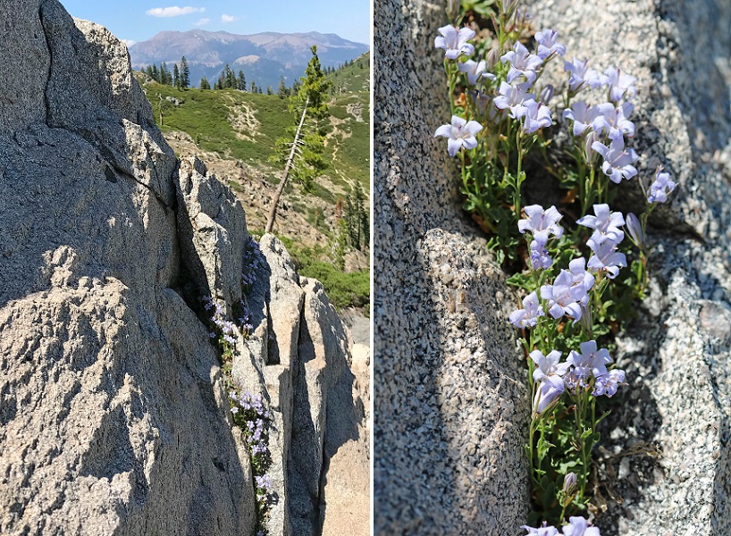 General view and closeup of Castle Crags harebell growing in granitic cliffs