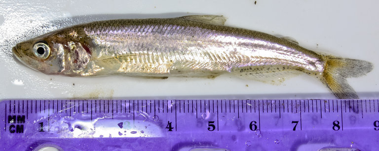 Side view of a longfin smelt next to a purple ruler