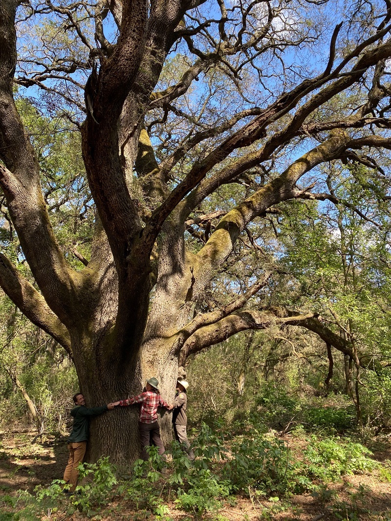 Several people linking arms to hug a large oak tree.