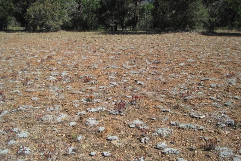A pebble plain scattered with quartzite pebbles and short unique plants