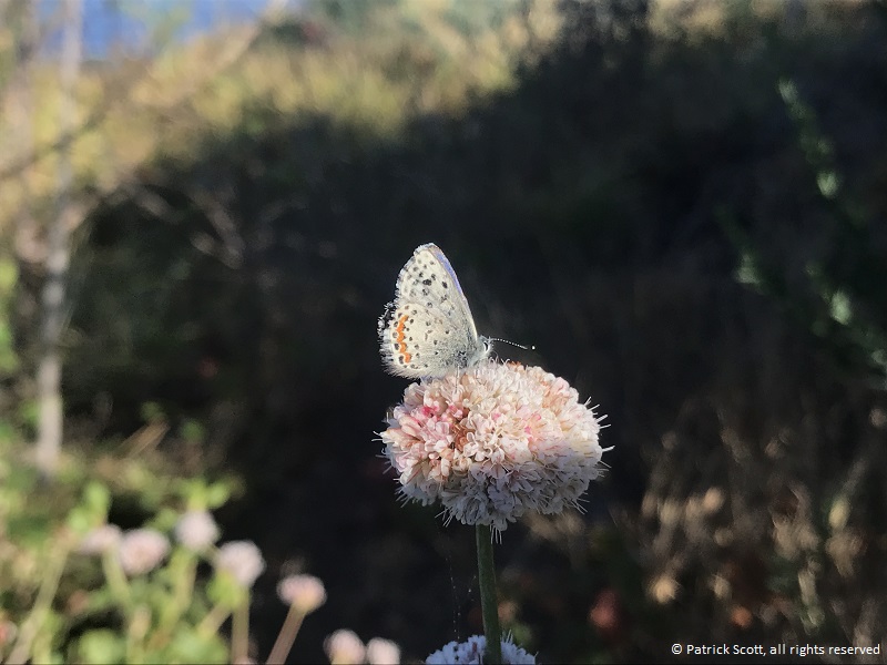 Smith's blue butterfly on seaside buckwheat - © Patrick Scott, all rights reserved