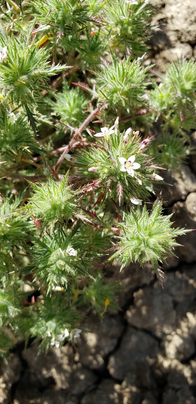 Closeup of Navarretia ojaiensis which has spiky leaf clusters and small white flowers