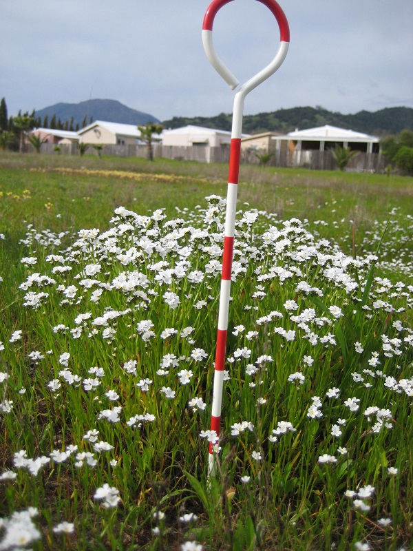 A patch of little white Calistoga popcornflower in a grassy field