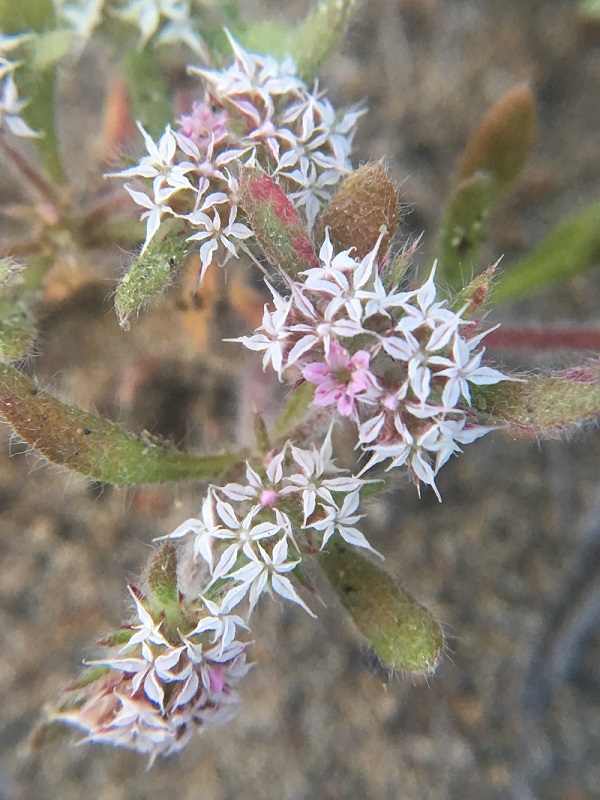 Closeup of the small white and pink flower clusters of the robust spineflower