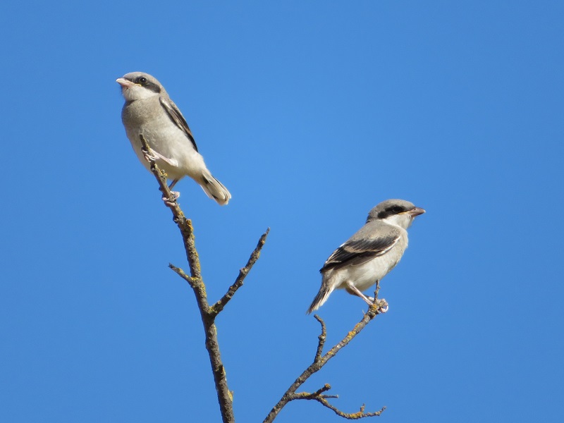 Two juvenile loggerhead shrikes perched on branches.