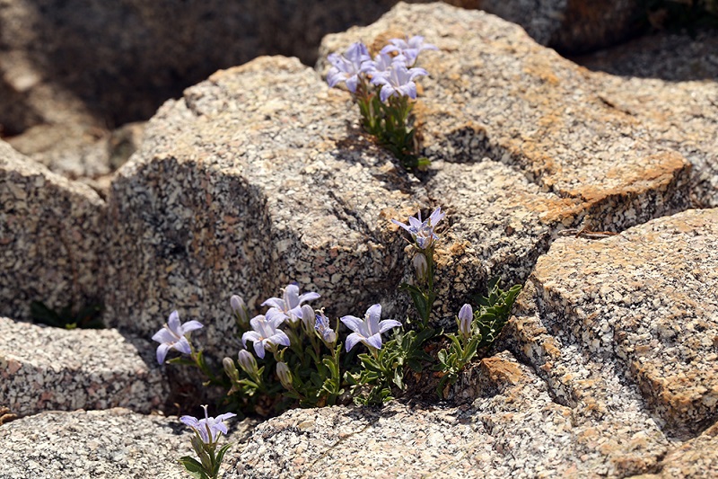 Tiny Castle Crags harebell flowers growing in rock crevices.