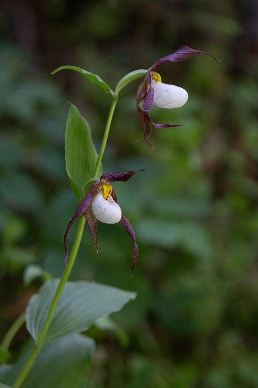 A closeup of the mountain lady's slipper which has long purple petals that surround a white, slipper-shaped pouch that functions to help pollination.