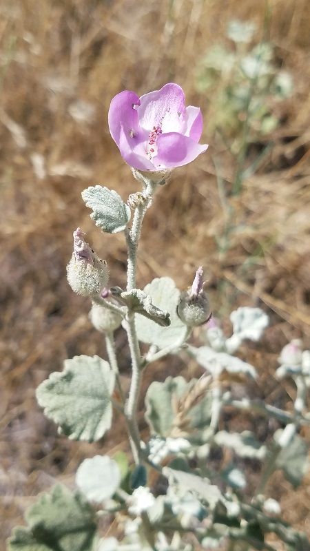 A bright purple Jones' bush-mallow flower with velvety stem and leaves
