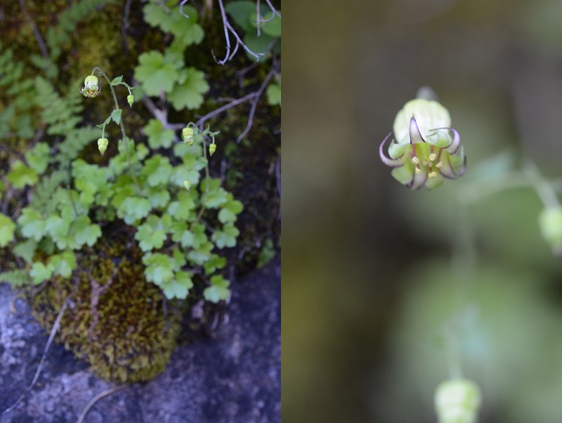 A split view of the whole Sierra bolandra plant on the left, and a closeup of the tiny bell-shaped flower on the right