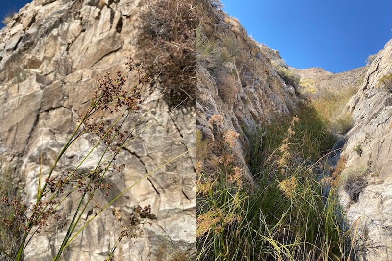 California sawgrass flowering in rocky ravine