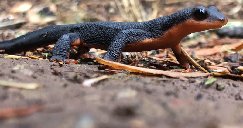 Newt standing among leaf litter on trail