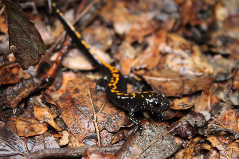 Santa cruz long toed salamander on damp leaf litter