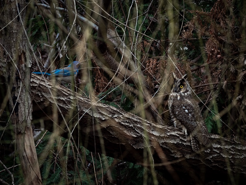 A scrub jay and long eared owl face off on a tree
