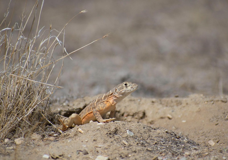 A blunt-nosed leopard lizard perched at the top of a small dirt mound