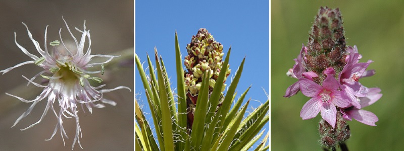 Three photographs of California native plants.