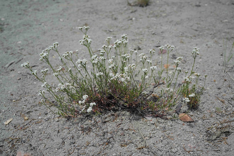 Bear Lake buckwheat in flower