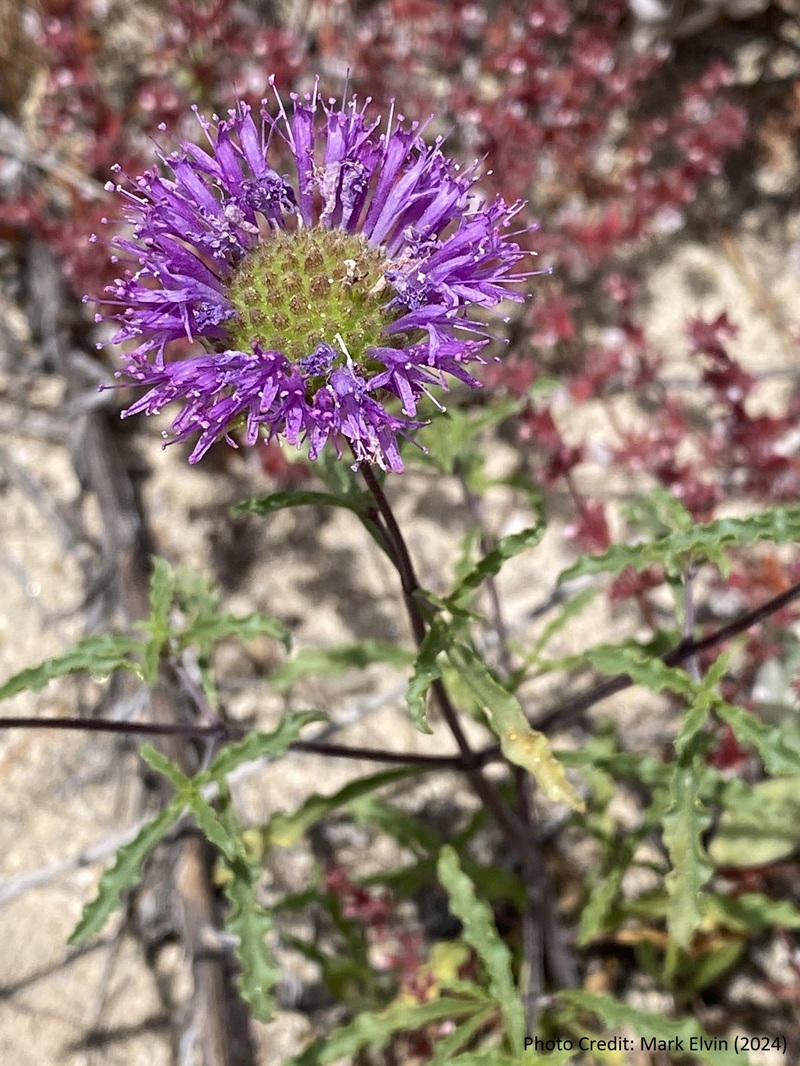 Closeup of a flowering Gerry’s curly-leaved monardella