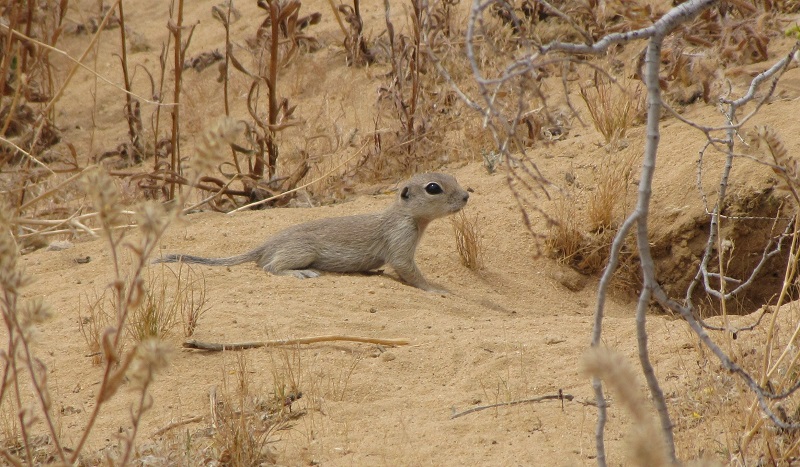 A small, tan, juvenile squirrel in front of a burrow on sandy soil and surrounded by desert plants