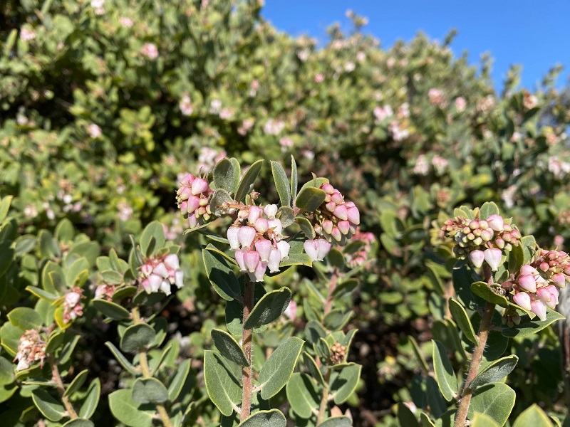 closeup of Morro manzanita branches with leaves and flowers