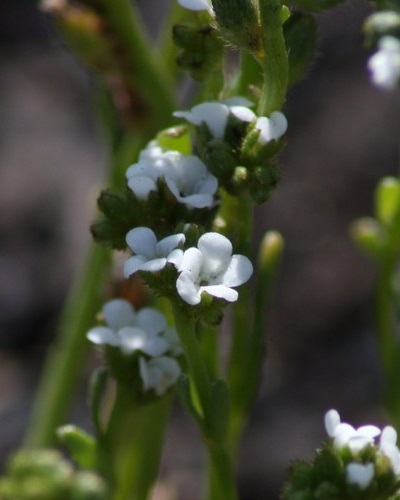 Closeup of Calistoga popcorn flower