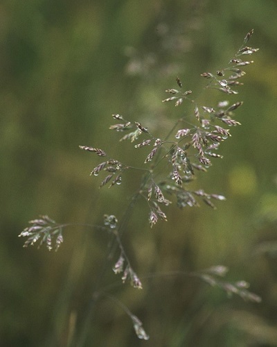 Closeup of Napa bluegrass