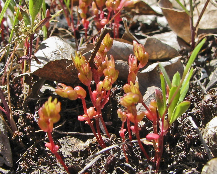 Small reddish succulent plants growing near other green plants