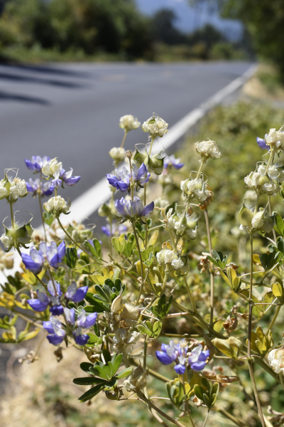 Milo Baker's lupine growing next to a highway.