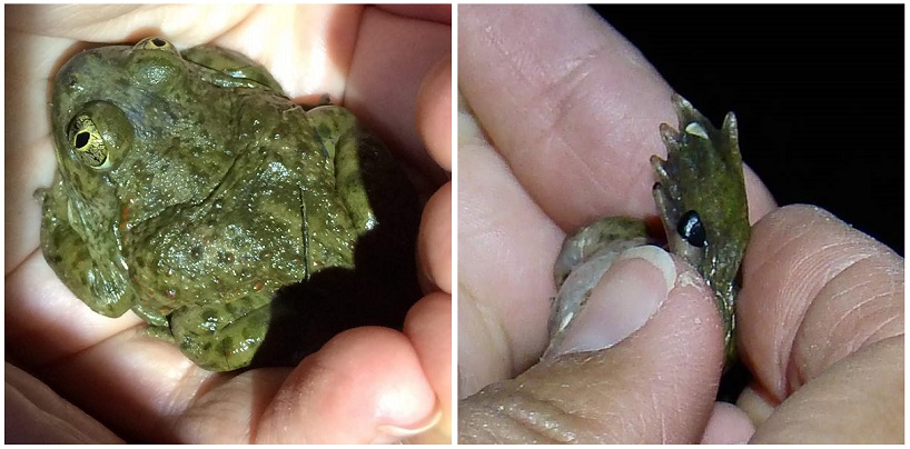 left: western spadefoot adult; right: closeup of the back foot