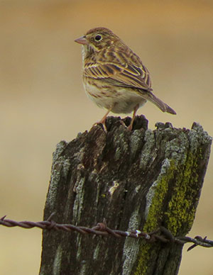 Vesper sparrow, likely affinis, photographed by Chris Conard along Meiss Road, Sacramento County, November 11, 2014