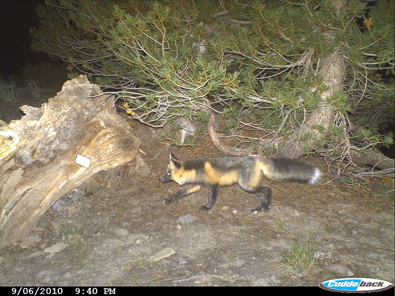 A camera trap photo of a Sierra Nevada red fox walking left.