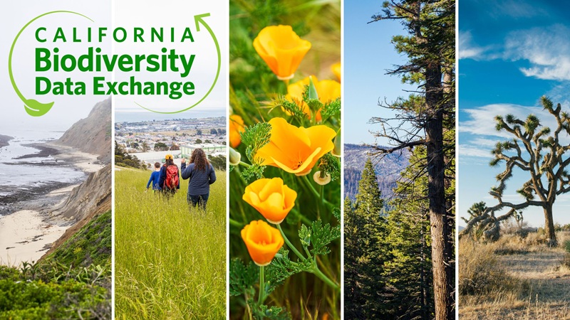 Photo mosaic of different California ecosystems with the California Biodiversity Data Exchange logo layered over the top. From left to right, the ecosystems pictured are an ocean bluff, grassland near an urban area, California poppies, redwood forest, and a Joshua tree.