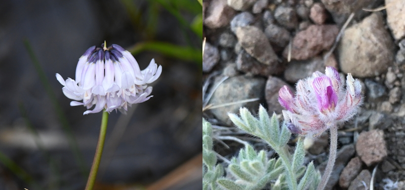 Closeup of two different clovers.