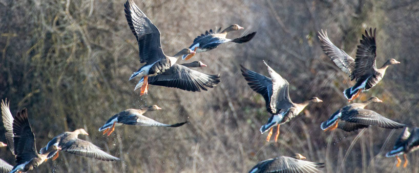 waterfowl flying over reeds