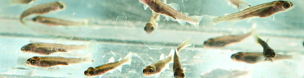 Trout fry swimming in an aquarium