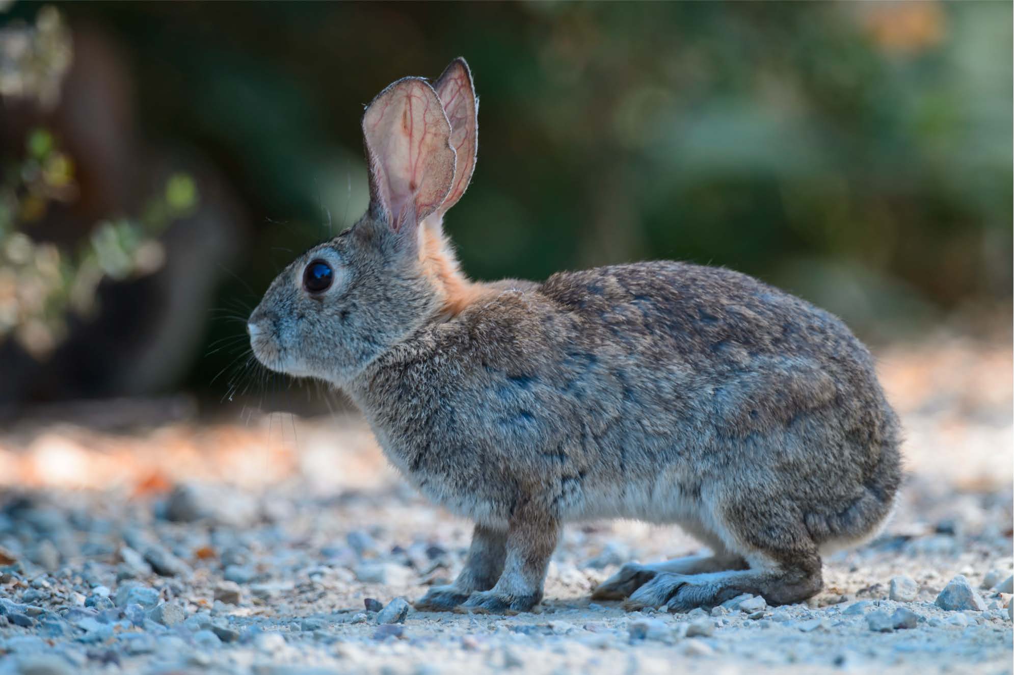 riparian brush rabbit in habitat