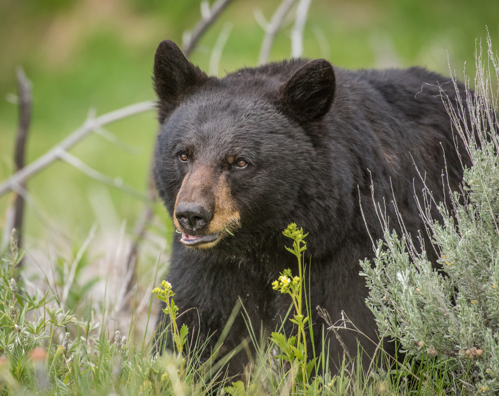 bear in mammoth lakes wildlife tips