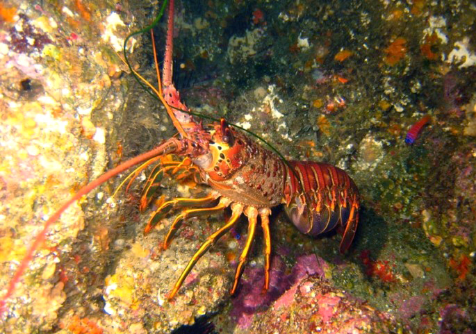 California spiny lobster in water
