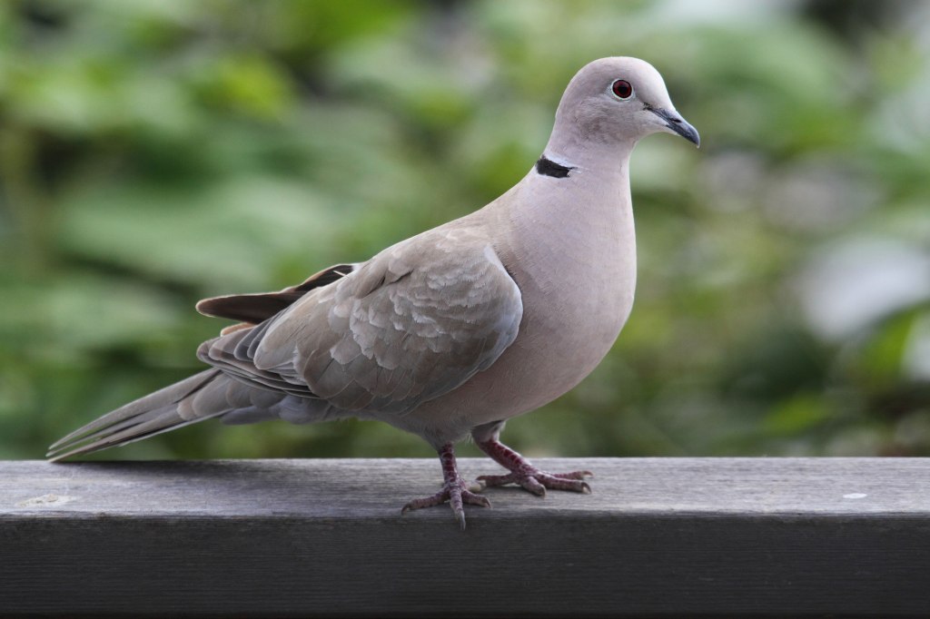 Eurasian collared dove perched