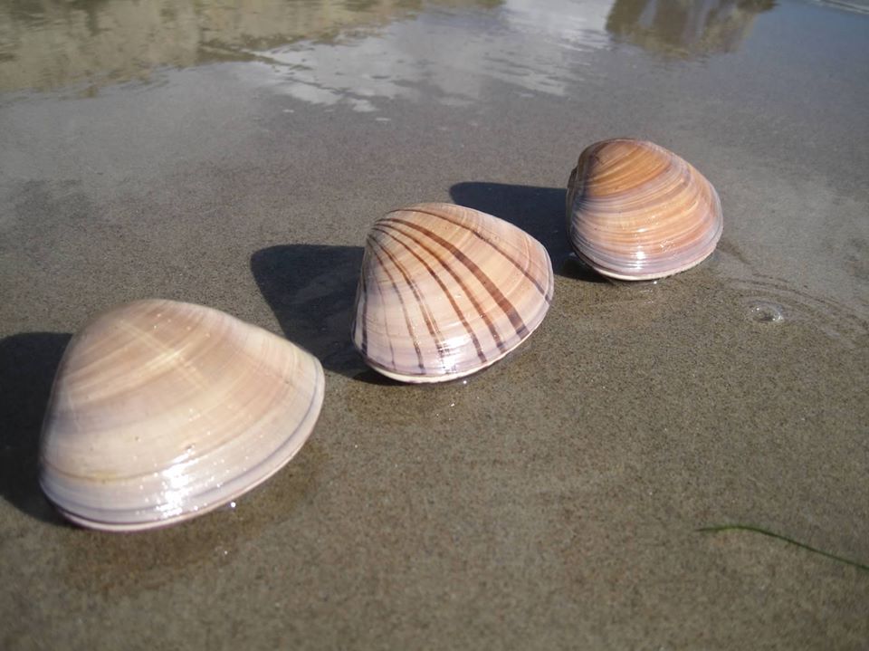 Three Pismo clams on a beach