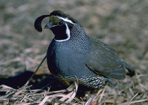 small, stout bird with head plume