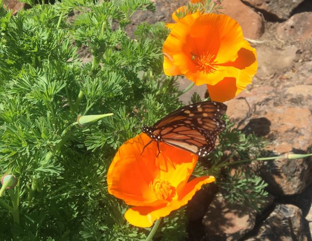 Monarch butterfly by a poppy flower and rock in nature