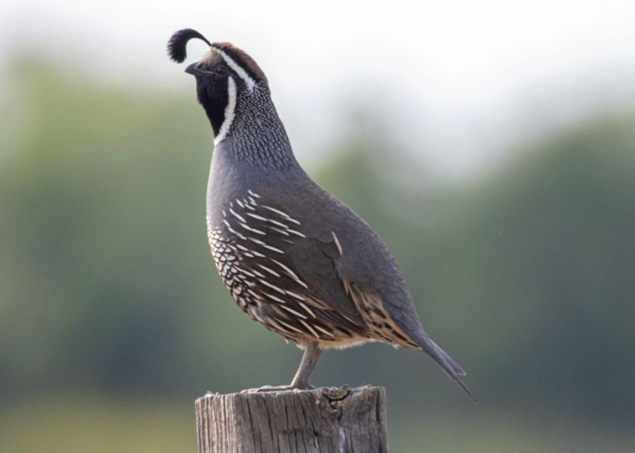 quail in natural environment
