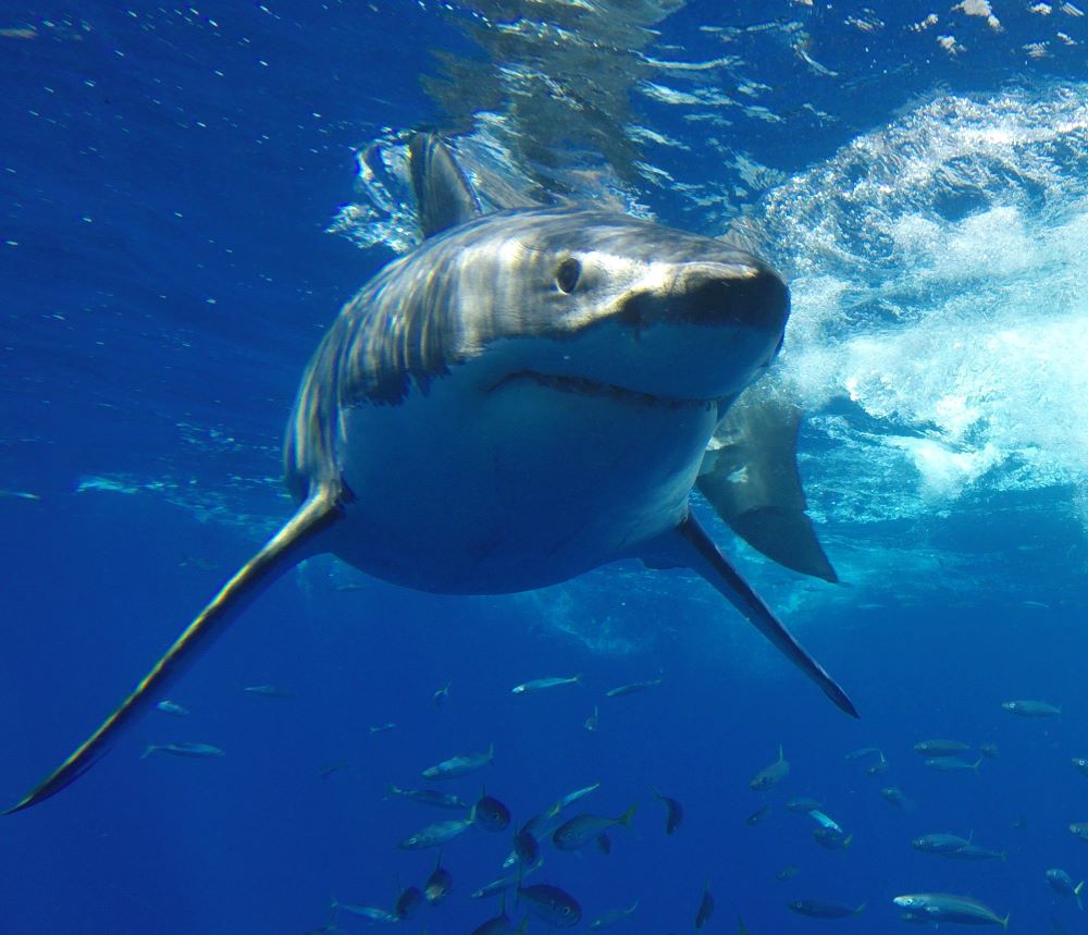 white shark facing camera in ocean