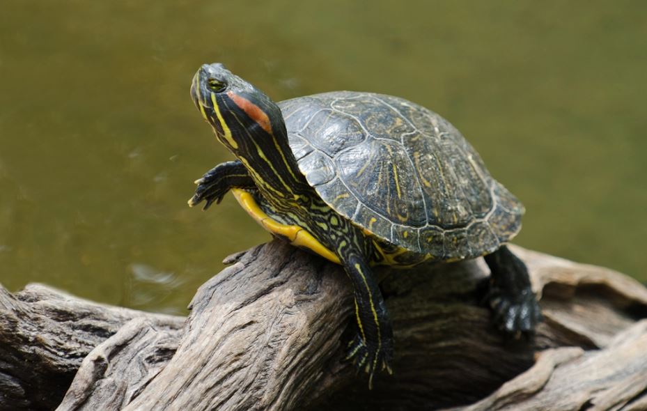 red-eared slider turtle in natural habitat
