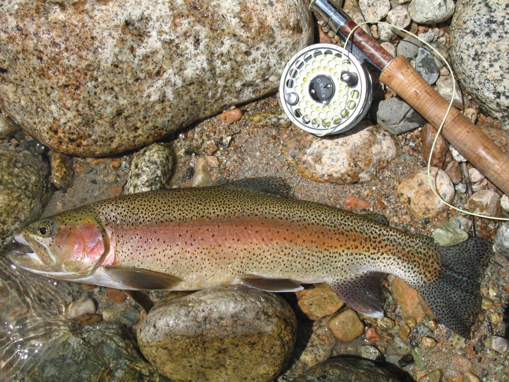 California Outdoors Q&A  How high can rainbow trout jump?