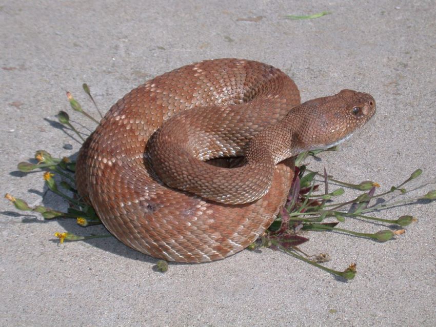 coiled rattlesnake in habitat